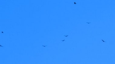 Mavi uçan kuşlar Hd Sky