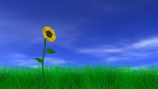 Sonnenblume auf dem Feld — Stockvideo