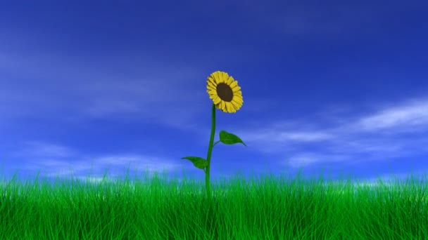 Tournesol dans la brise 