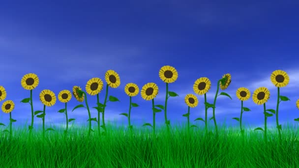 Tournesols dans les champs — Video