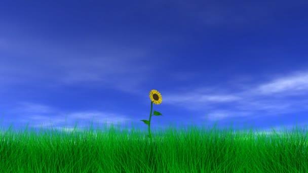 Tournesol dans la brise 