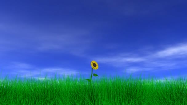 Tournesol dans la brise 