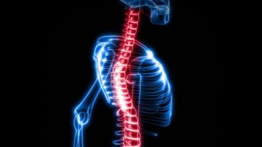 İnsan iskeleti (Hd X-Ray)