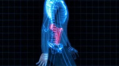 Güvenlik X-Ray tarayıcı - silahlı
