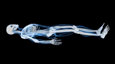 İnsan iskeleti (Hd X-Ray tarama)