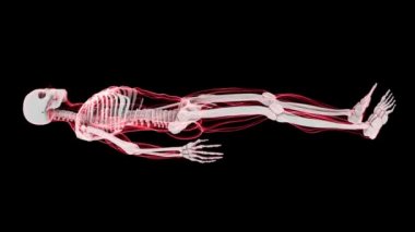 İnsan iskeleti (Hd X-Ray tarama)