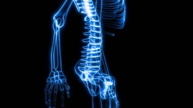 İnsan iskeleti (Hd X-Ray tarama)