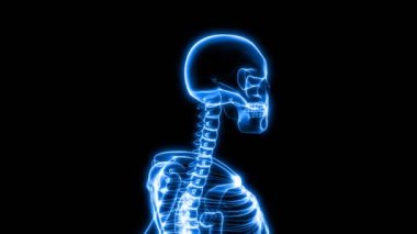 İnsan iskeleti (Hd X-Ray tarama)