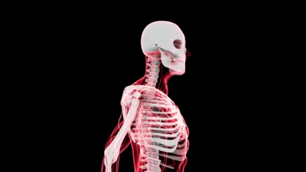 Röntgenbild des menschlichen Skeletts (hd)) — Stockvideo