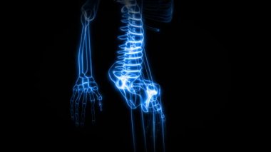 İnsan iskeleti (Hd X-Ray tarama)