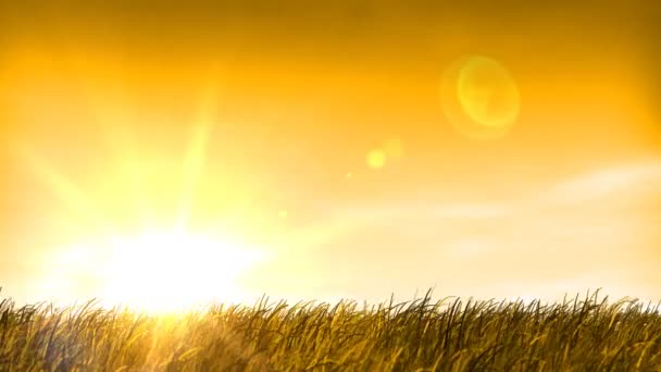Pôr do sol, campo de grama de trigo e céu — Vídeo de Stock