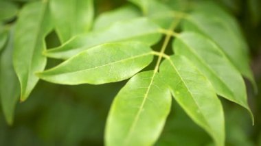 Rüzgarda sallanan yeşil yapraklar