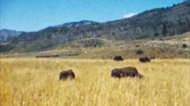 Bizon, Yellowstone Parkı (Arşiv 1950'ler)