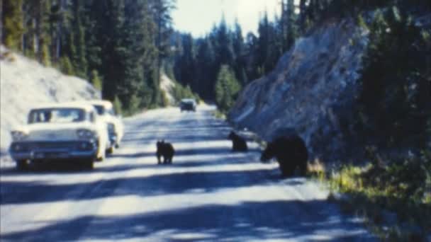 Bears in Traffic (Archival 1950s) — Stock Video