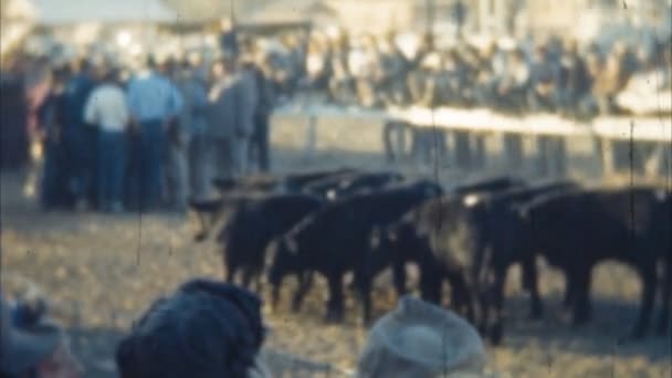 Evento de corrida de gado (Archival 1950s ) — Vídeo de Stock