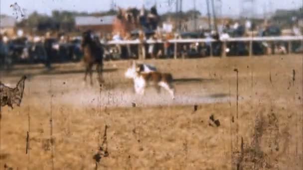 Rodeo cowboy kalf roping (archivering van de jaren 1950) — Stockvideo