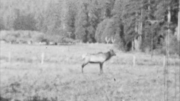 Alces na região selvagem (Archival 1940s) — Vídeo de Stock