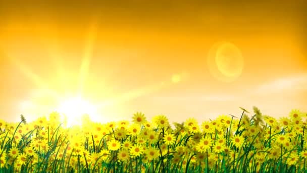 Summertime terület virágok és naplemente — Stock videók