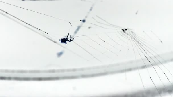 Spider Making Web en blanco — Vídeo de stock