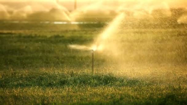 Aspersor ao pôr do sol em uma fazenda — Vídeo de Stock