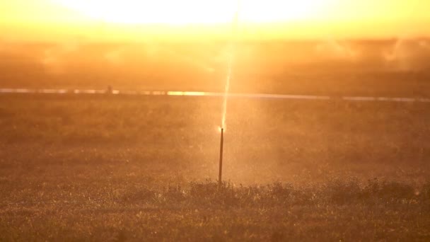 Egy gazdaságban a naplementekor sprinkler — Stock videók