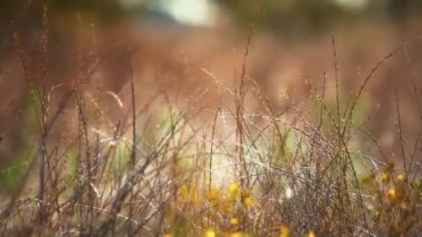Wildflowers in the Wind at Sunset