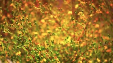 Wildflowers in the Wind at Sunset