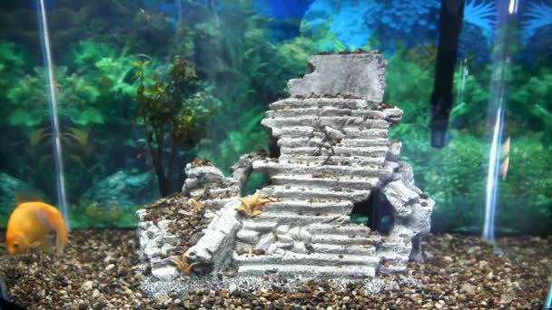金鱼在水族馆游泳（时差）) — 图库视频影像