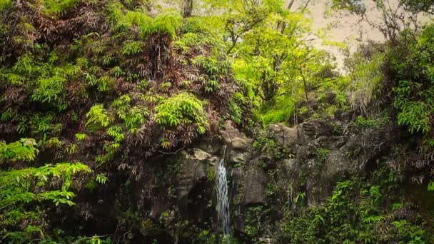 Waterfall in Tropical Paradise — Stock Video
