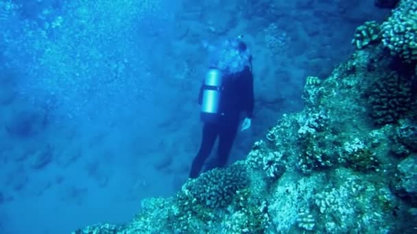 Scuba Diver op tropische rif — Stockvideo