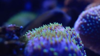 Mercan kayalığı (Marco Close-up Hd)
