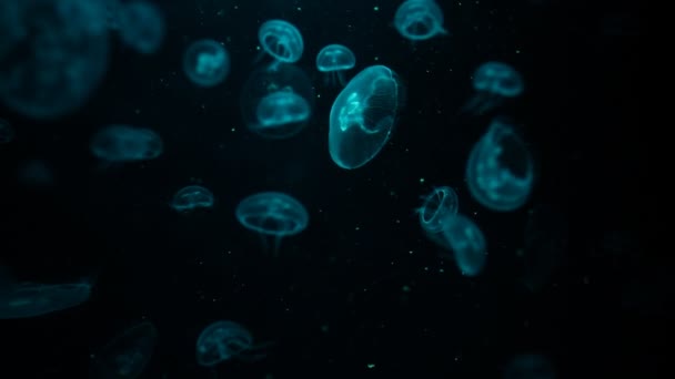 Moon Jellyfish Swimming (Macro HD) — Stock Video