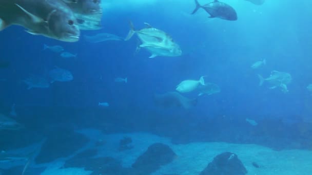 Deniz hayat akvaryum — Stok video