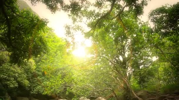 Bella insenatura a Forrest al tramonto — Video Stock
