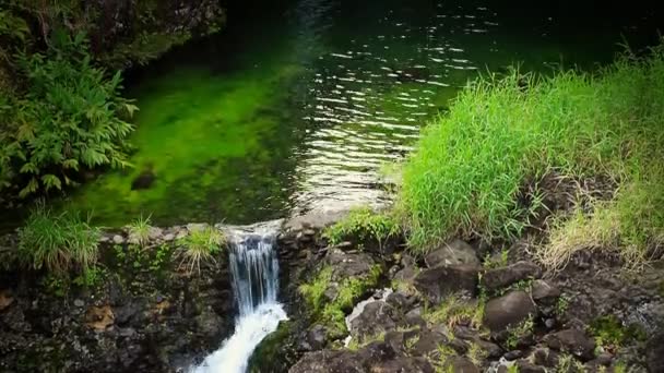 Vattenfall i tropiskt paradis — Stockvideo