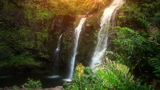 Водопад в тропическом раю (HD Loop ) — стоковое видео