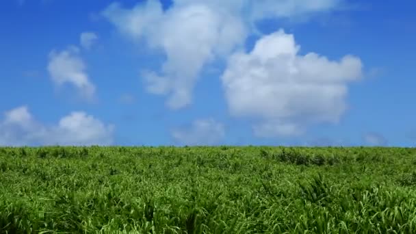 Campo verde y cielo azul con nubes — Vídeo de stock