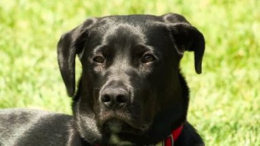 Siyah Labrador Retriever Köpek Close-up