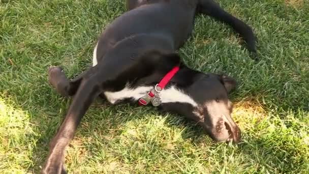 Pies szczęśliwy czarny dzień Lab tarzaliśmy się po trawie — Wideo stockowe