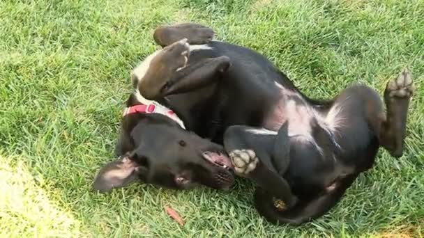 Heureux chien roulant autour sur l 'herbe — Video