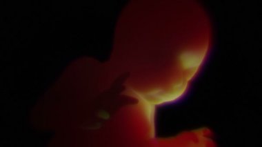 Rahimde Doğmamış Bebek 3d Hd Animasyon