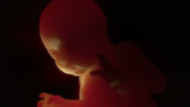 Нерожденный ребенок в утробе матери 3D HD Animation — стоковое видео
