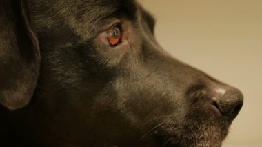 Siyah Lab Köpek Close-up