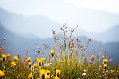 arka planda rocky Dağları ile kır çiçekleri