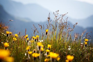 arka planda rocky Dağları ile kır çiçekleri