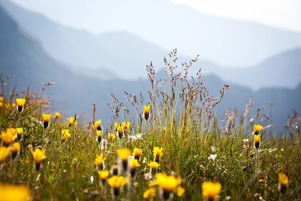 Fiori selvatici con montagne rocciose sullo sfondo — Foto Stock