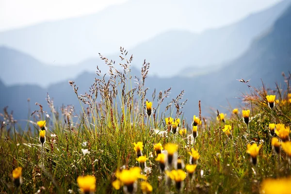 Fiori selvatici con montagne rocciose sullo sfondo — Foto Stock