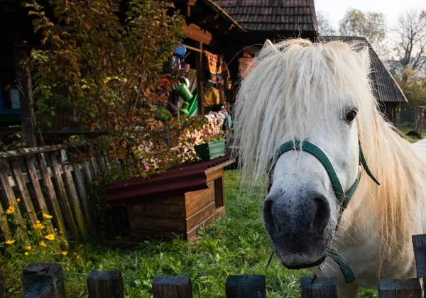 フェンスを通して見る白い馬の肖像画 — ストック写真