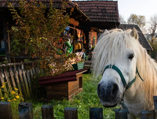 フェンスを通して見る白い馬の肖像画 — ストック写真