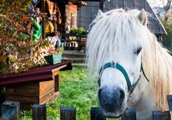 Retrato Cavalo Branco Olhando Através Cerca — Fotografia de Stock